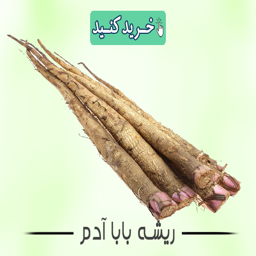 ریشه بابا آدم